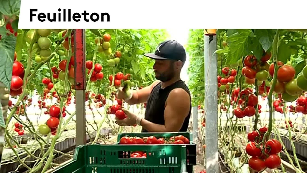 Dans les coulisses de la Tomate Gourmande dans l'Indre #3