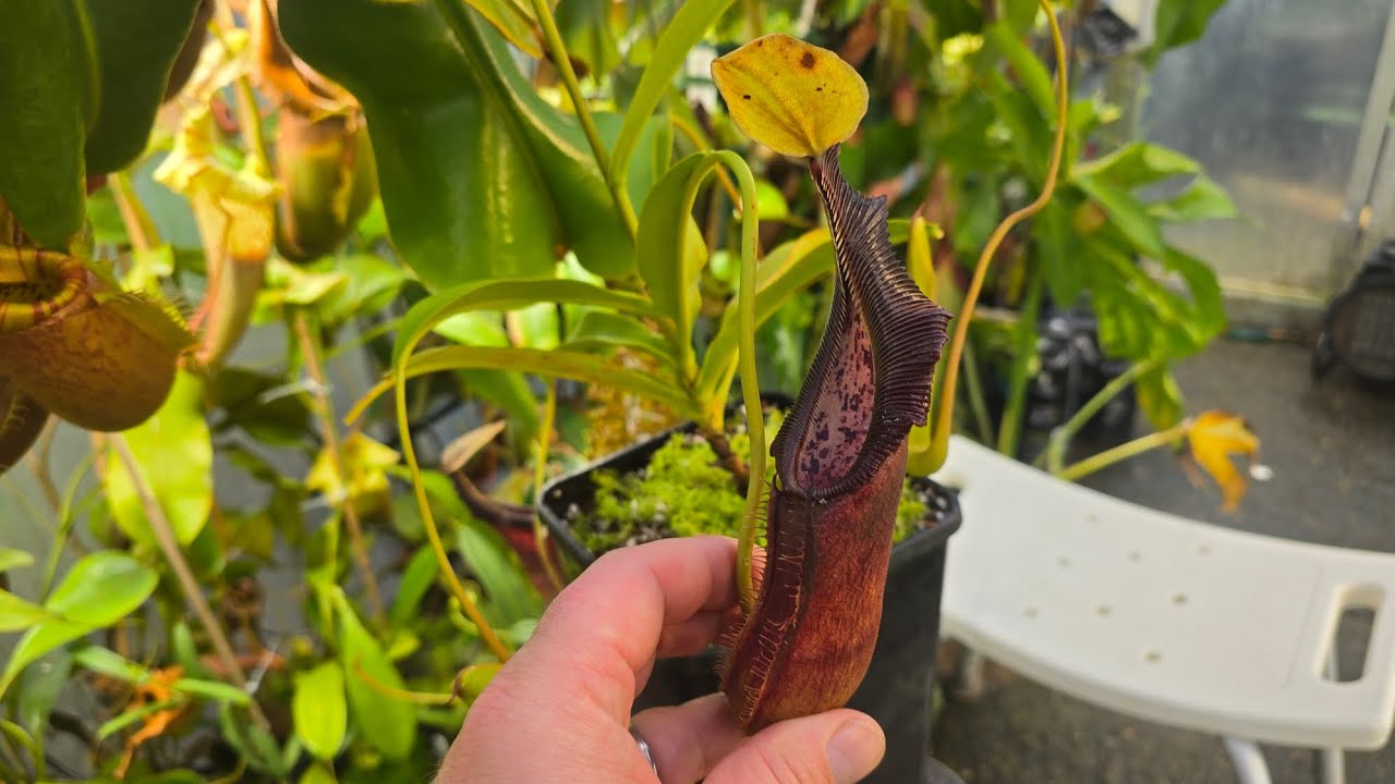 Repotting Nepenthes singalana