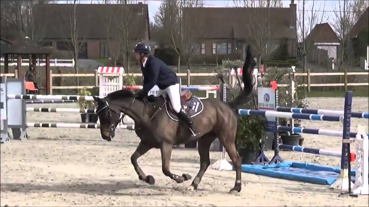 8 yo horse Helios De La Cour x Le Tot De Semilly FOR SALE