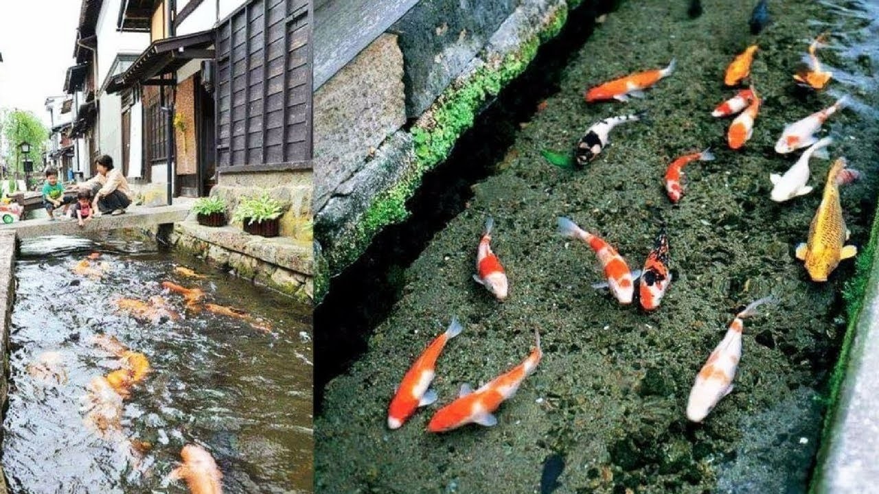 Ikan Koi Hidup di Selokan Jepang yang Bersih dan Jernih