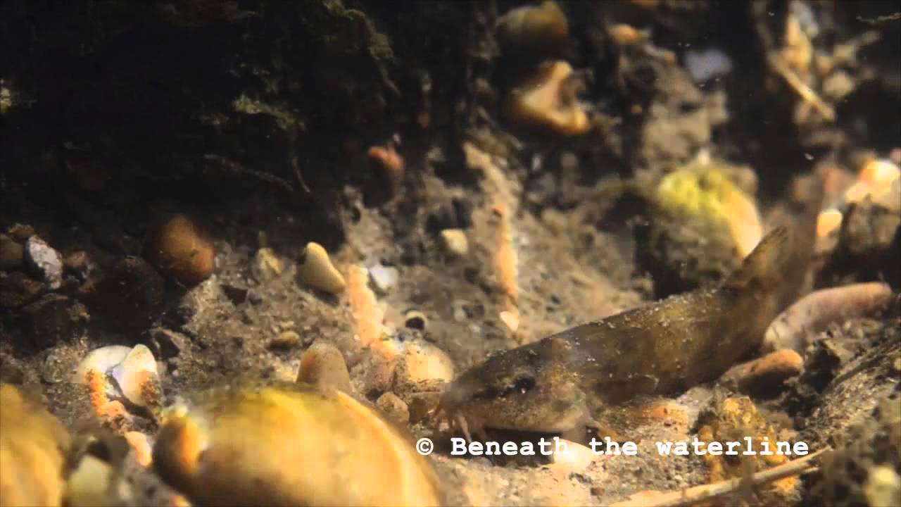 Stone Loach (Barbatula barbatula) Underwater UK