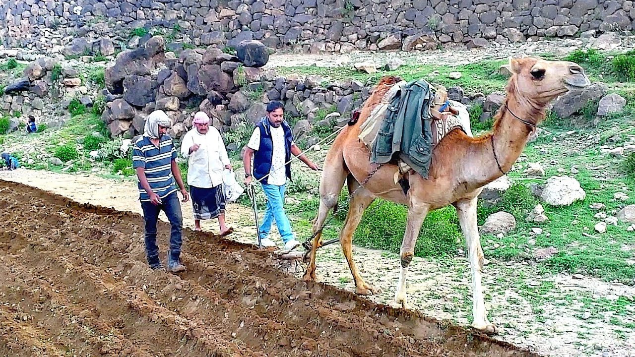 اما الشواجب فهي امر واجب مثل الكحل بالحواجب /مغرد يمني اثناء حراثة الارض