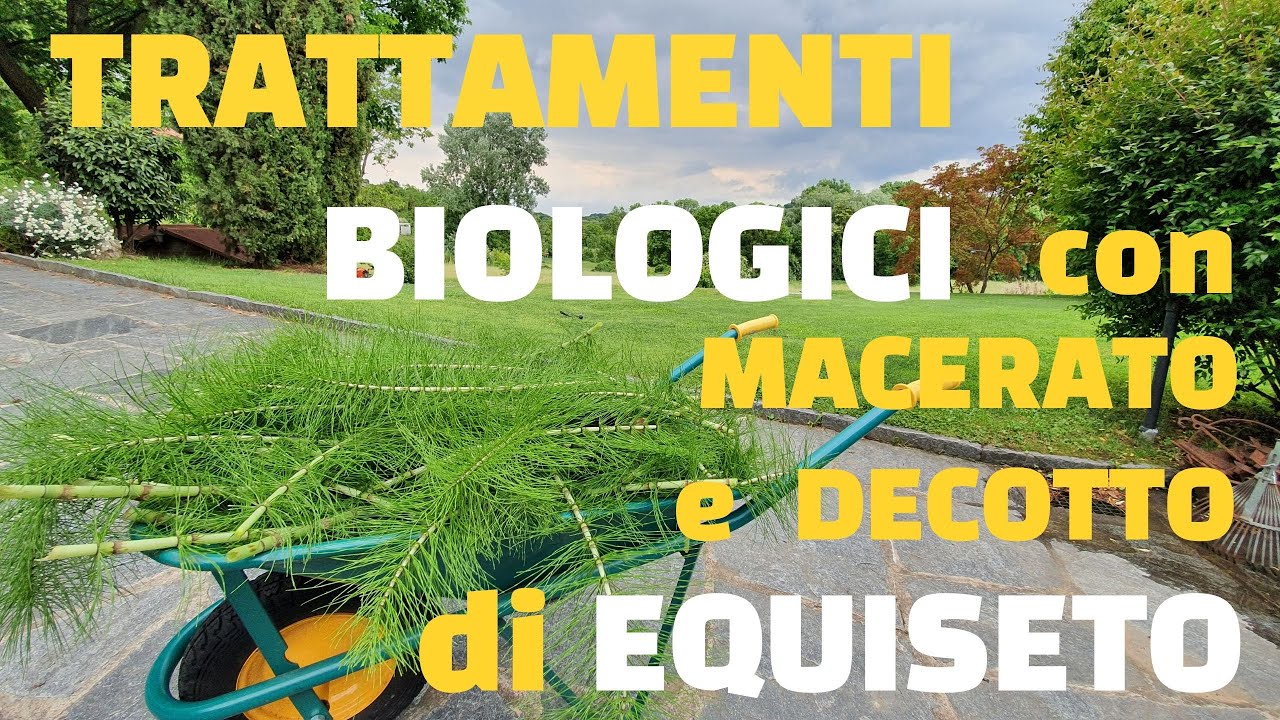 Macerato  e decotto di equiseto ecco come farli