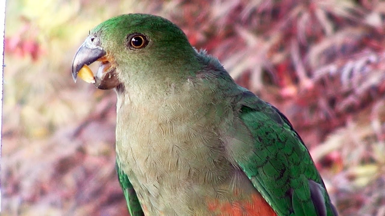 Australian KING PARROTS male, female and juvenile feeding on corn