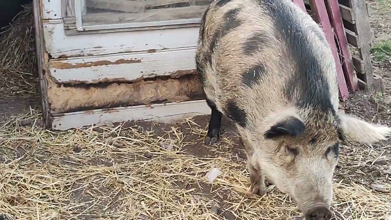Bacon & PigPig -flat mates