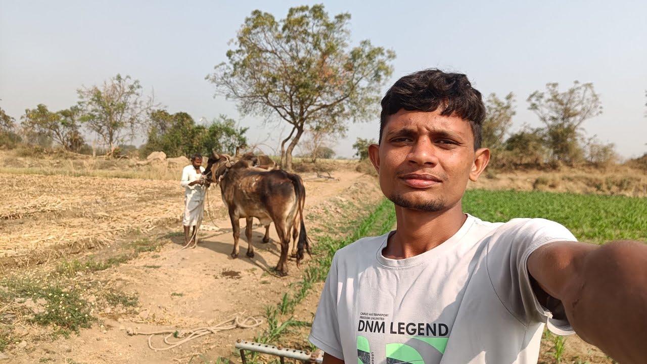 || બાજરી માં બળદ થી બેલી નો ચાલી ||