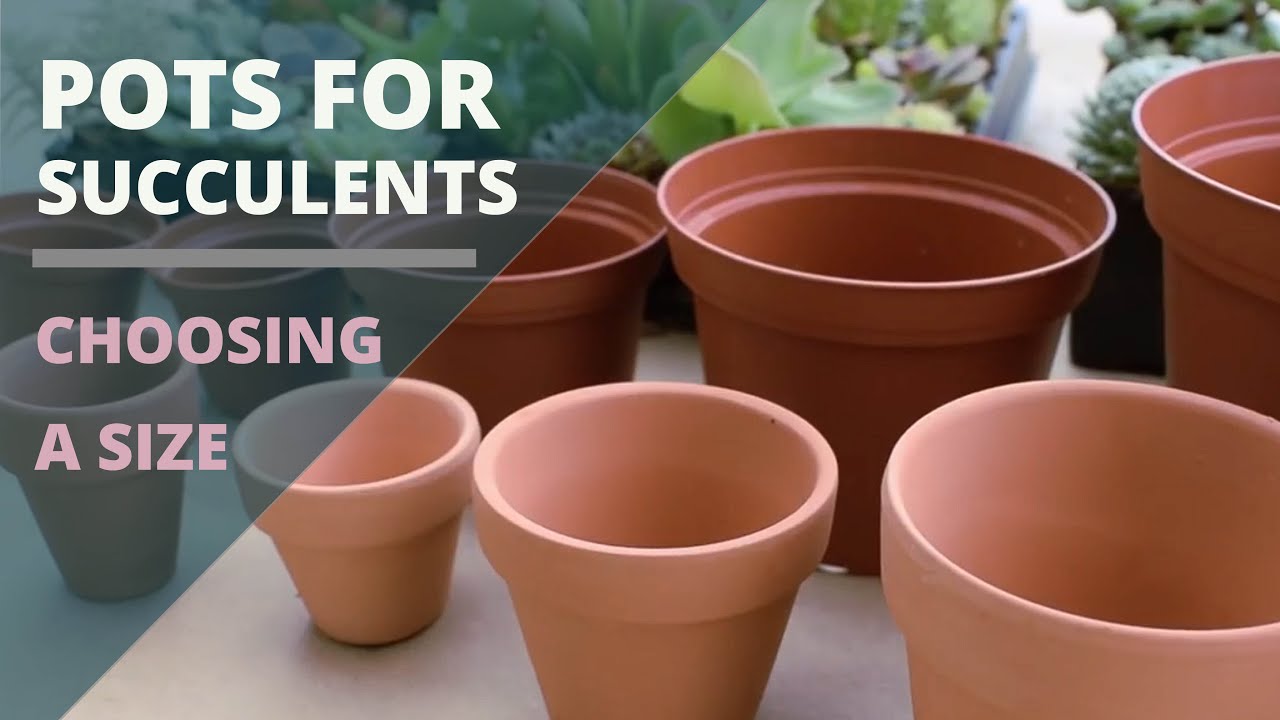 Pots for Succulents  - How to Choose a Size