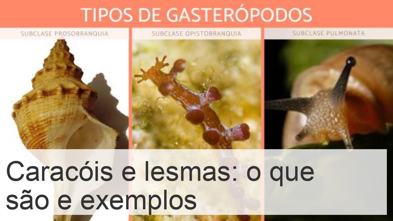 Gastr&oacute;podes - O que s&atilde;o, caracter&iacute;sticas e exemplos com FOTOS