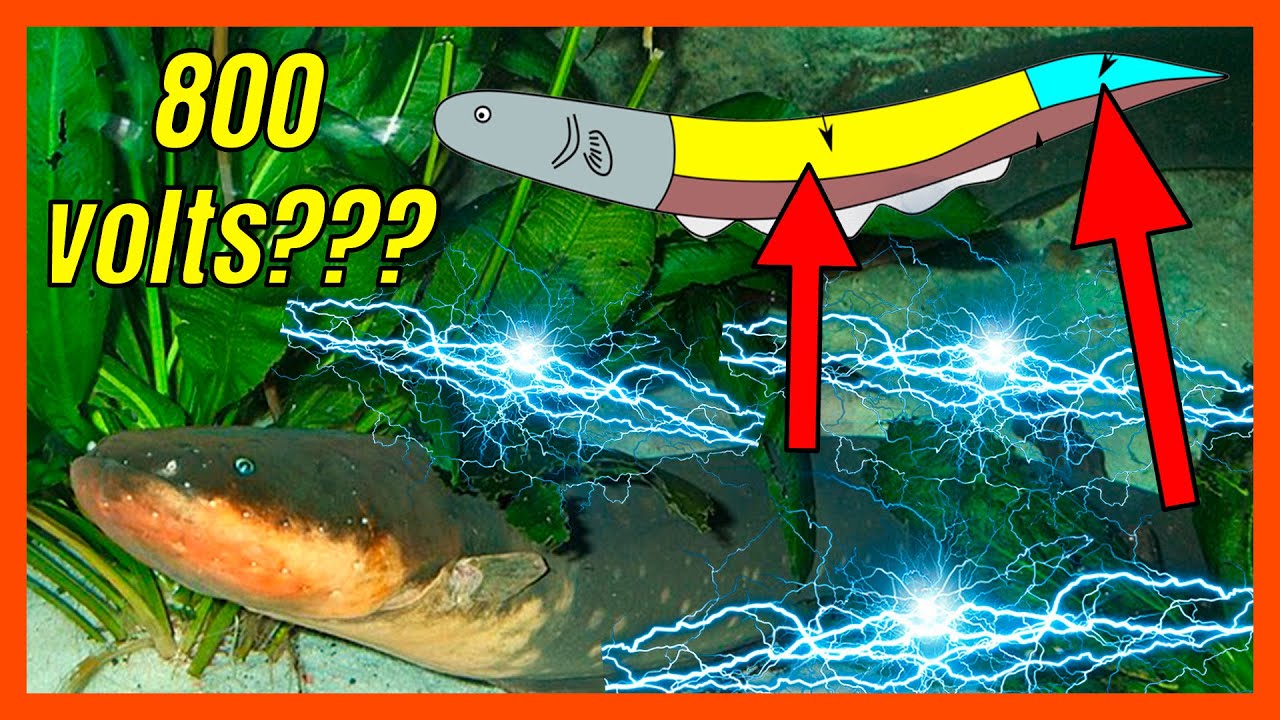Como o peixe el&eacute;trico d&aacute; choque? | Minuto Animal #22