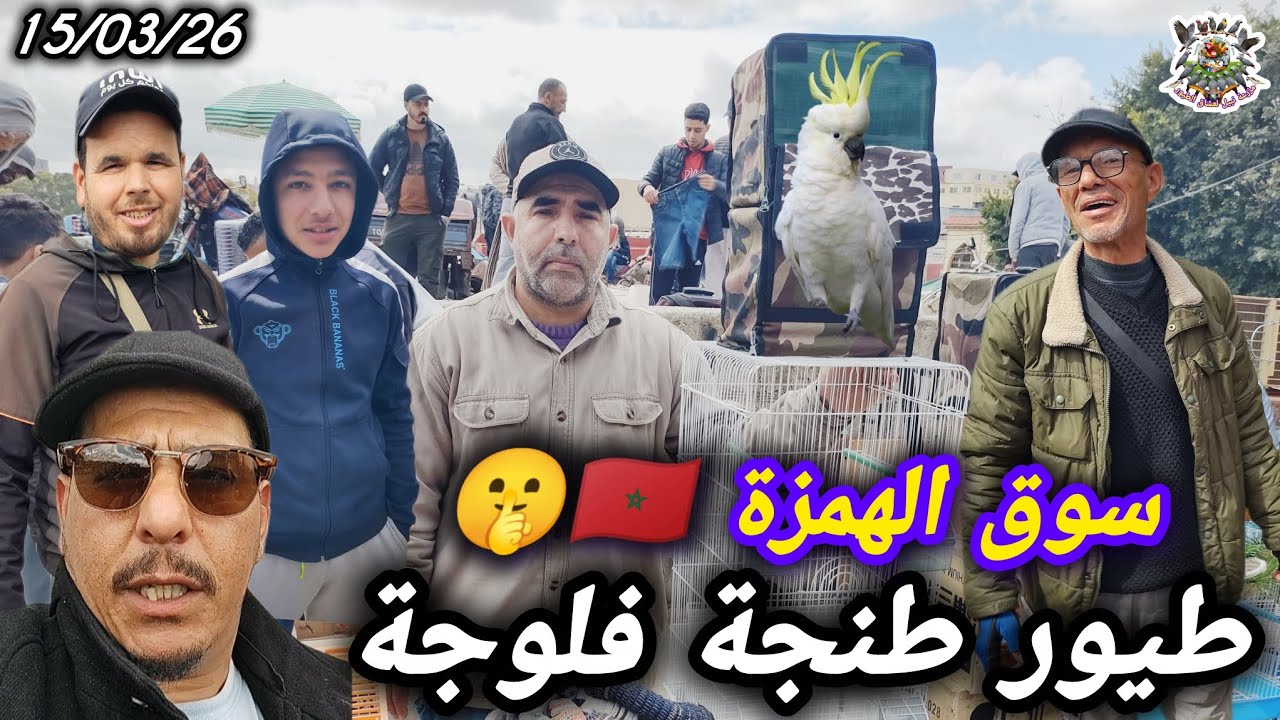​سوق فالوجه بطنجة كايحطم الأثمنة 💥 صفقات خيالية في جميع أنواع الطيور والببغاوات 🦜🚀