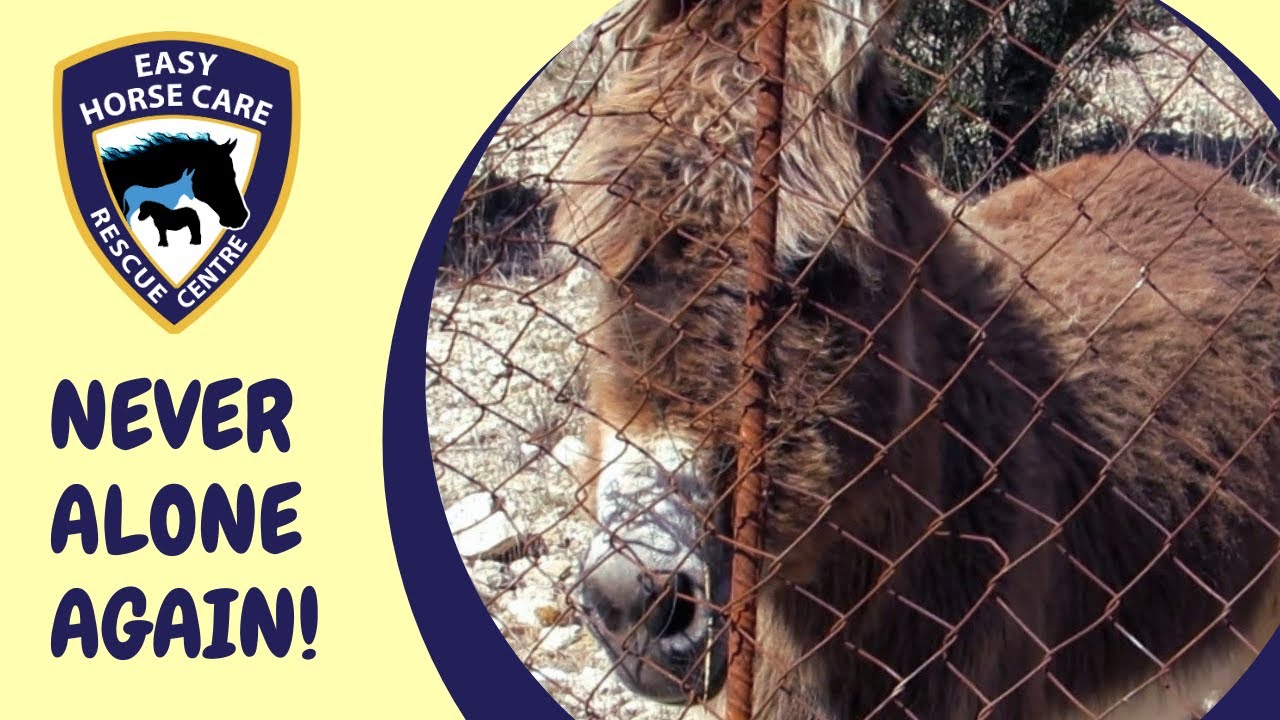 🔴 Teamwork leads to rescue of abandoned donkey in Sax, Spain - Easy Horse Care Rescue Centre