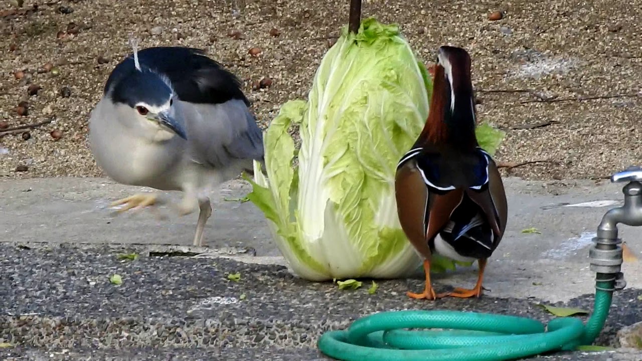 鳥がいっぱい！！鳥の楽園（天王寺動物園）