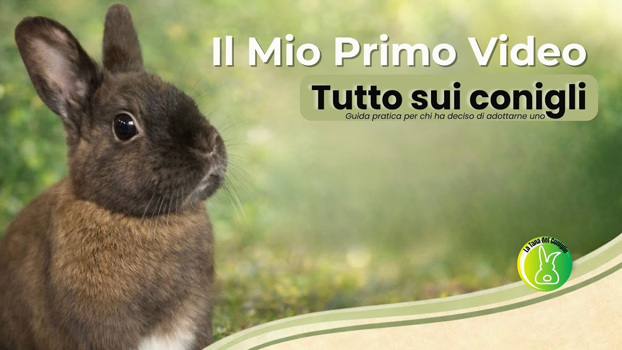 Come Prendersi Cura di un Coniglio Domestico | Guida Completa 