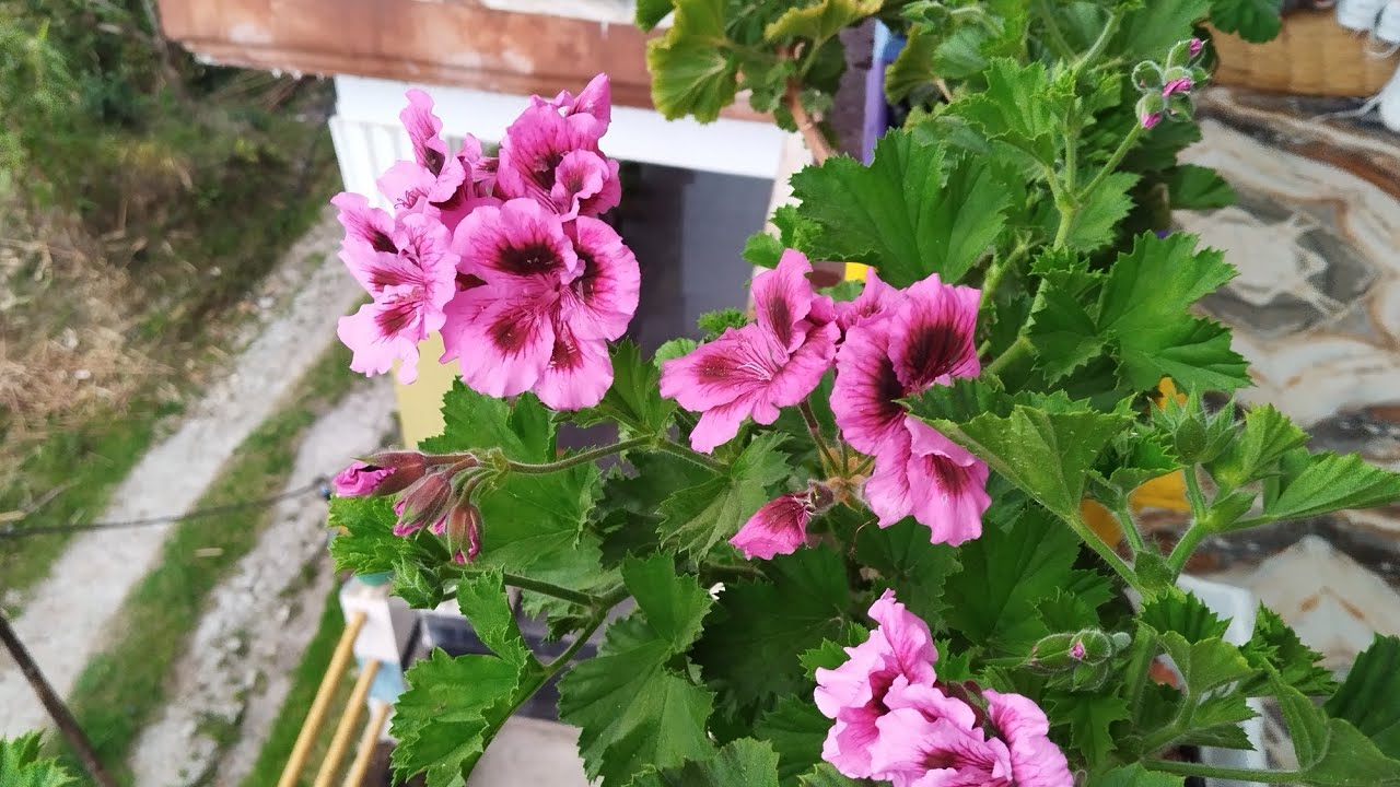 Geranium flowers🌸🌺🌻🌹🌷🌼💐 and Pelargonium completely blooming/ मजाले Blooming भयो।