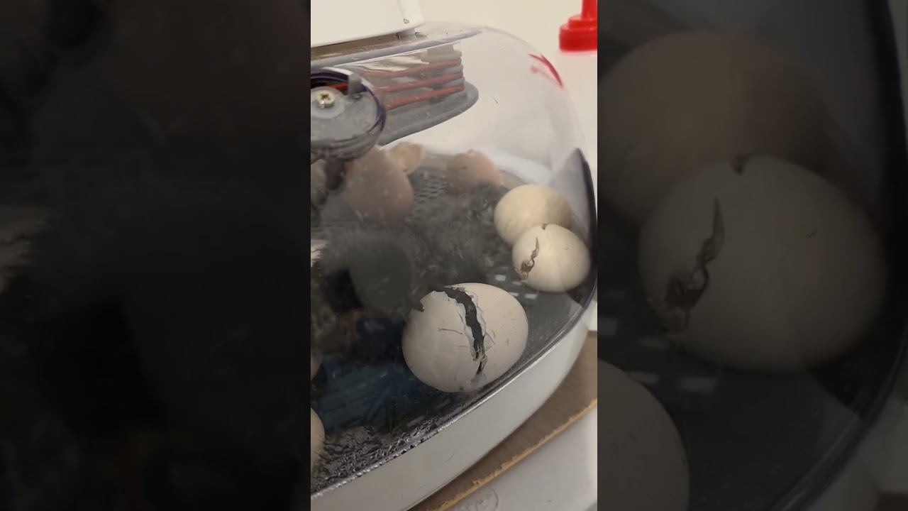 Day 21 Hatch day and info on time frame in the incubator after hatch 🥚🐣🐥🐤