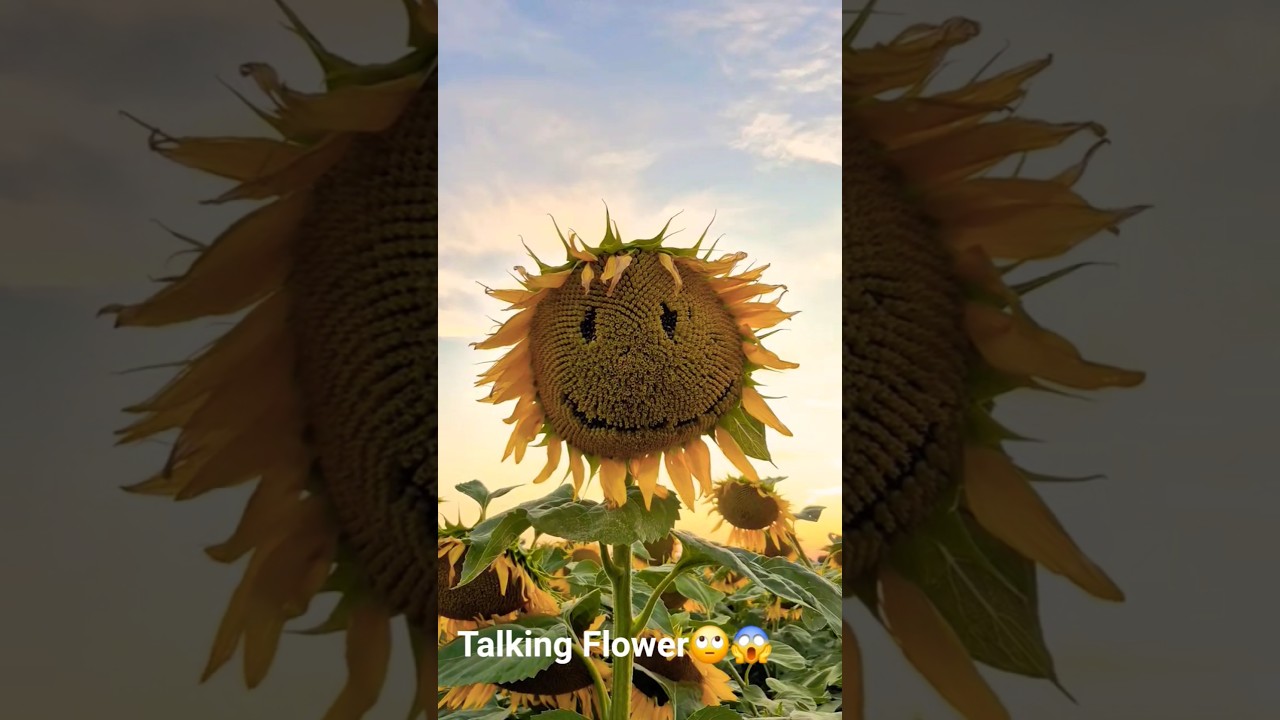 Have you heard about Talking Flower I've one in my garden which talks every morning🥰#viral  #shorts