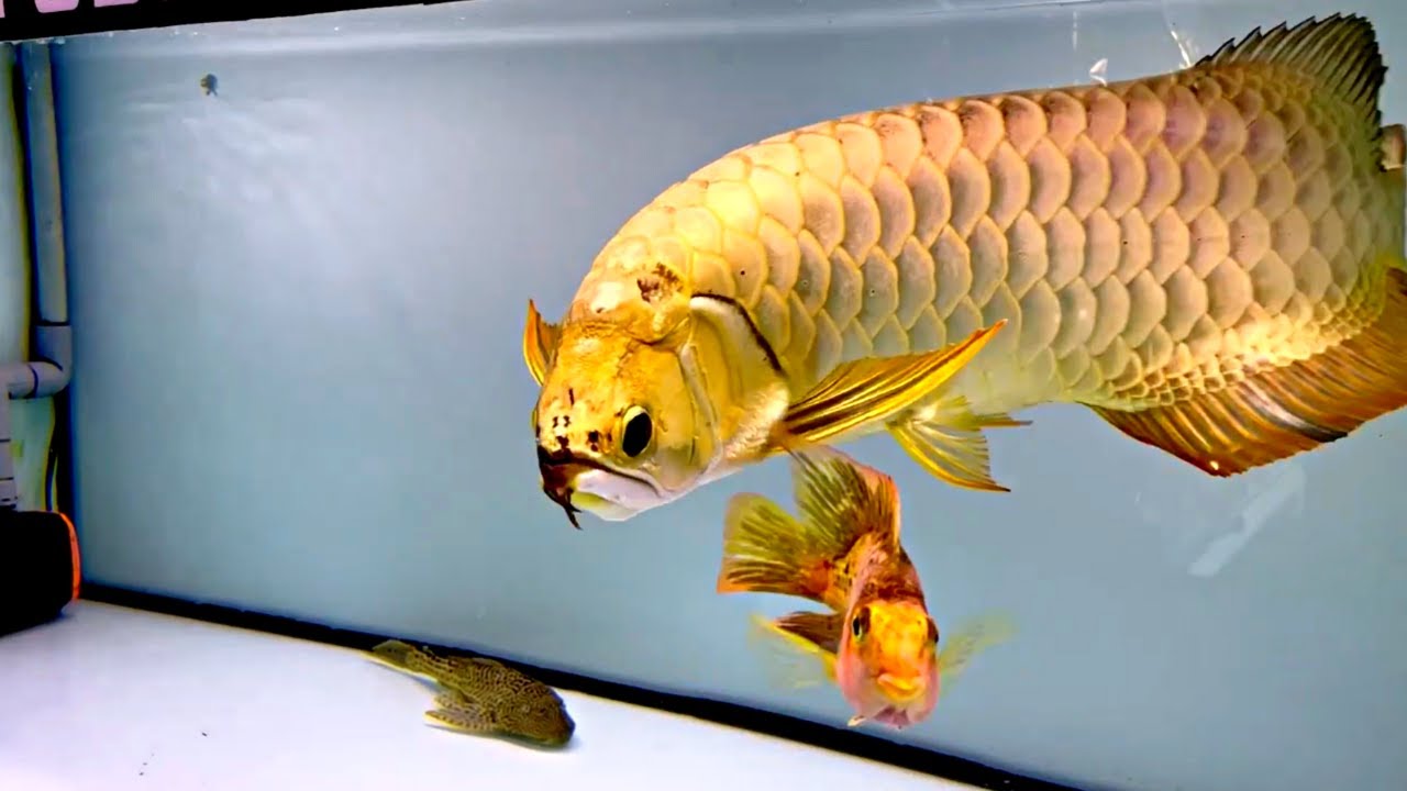 Top 4 Premium Golden Arowana Fish | Super Rare Arowana In Asia