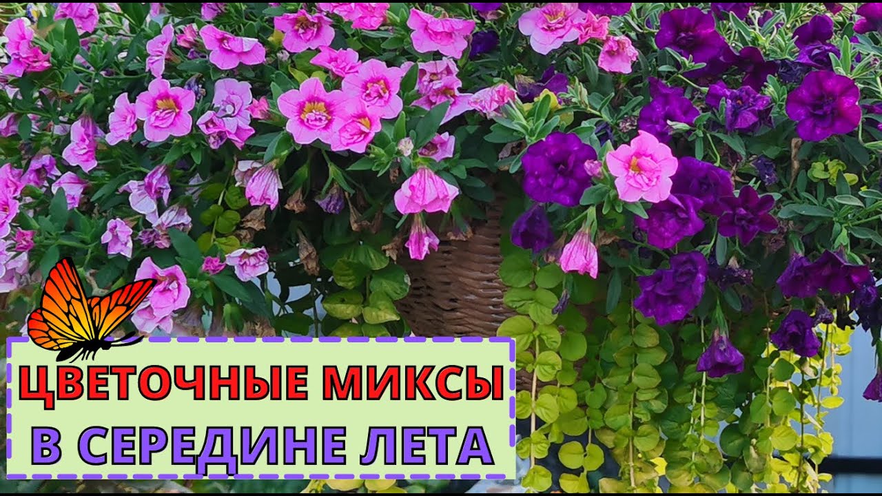 ЦВЕТОЧНЫХ МИКСЫ в кашпо в середине лета. Плюсы и минусы посадки.