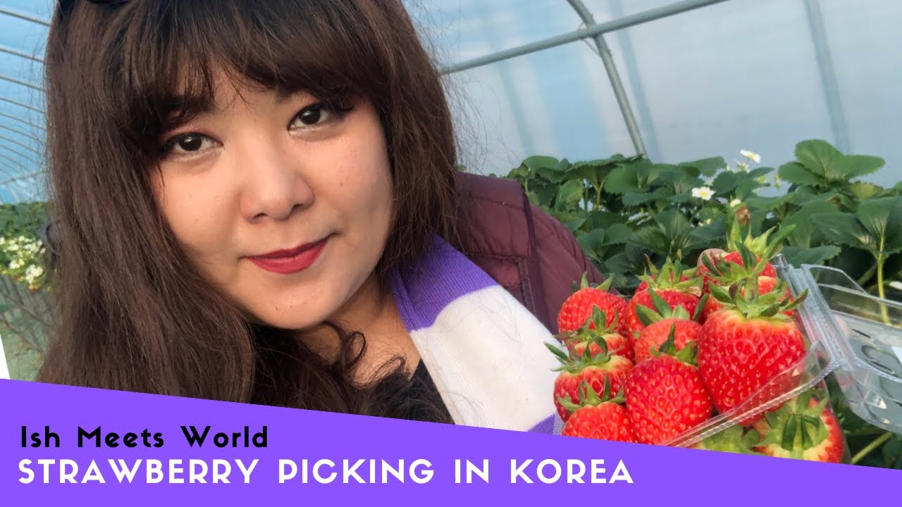 Strawberry Picking in Korea! The SWEETEST strawberries ever!
