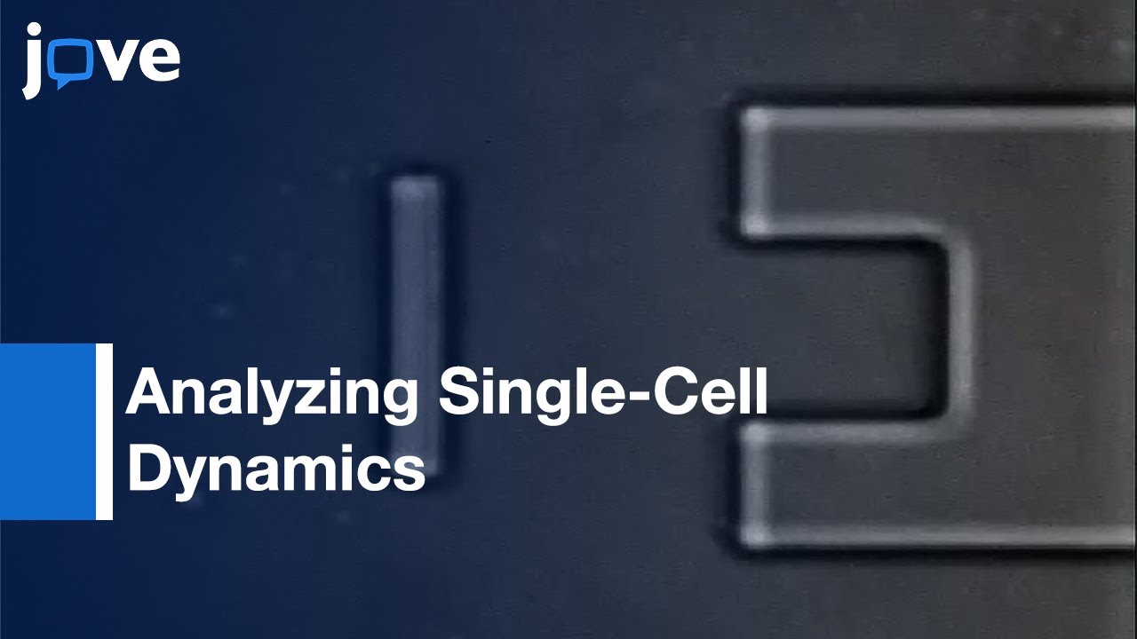 Acquiring Fluorescence Time-Lapse Movies Of Budding Yeast: GRAFTS l Protocol Preview