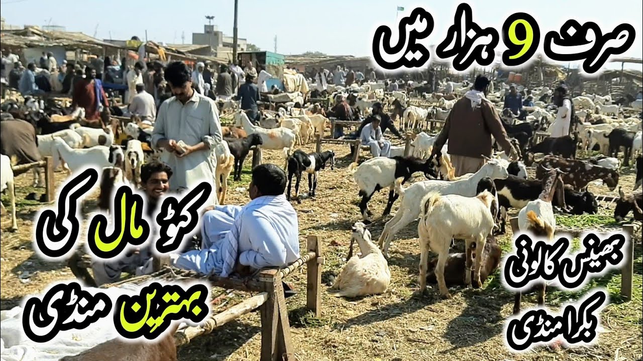Bhains Colony Mandi Karachi Latest Updates | Bakra Mandi 2023 |  InfoTainment