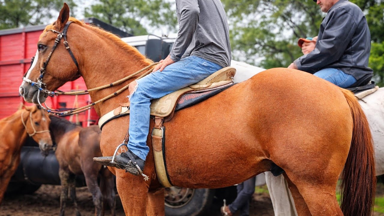 OS MELHORES CAVALOS DE CARUARU NA FEIRA / PARTE 2 LINDOS CAVALOS DE LUXO #cavalo 