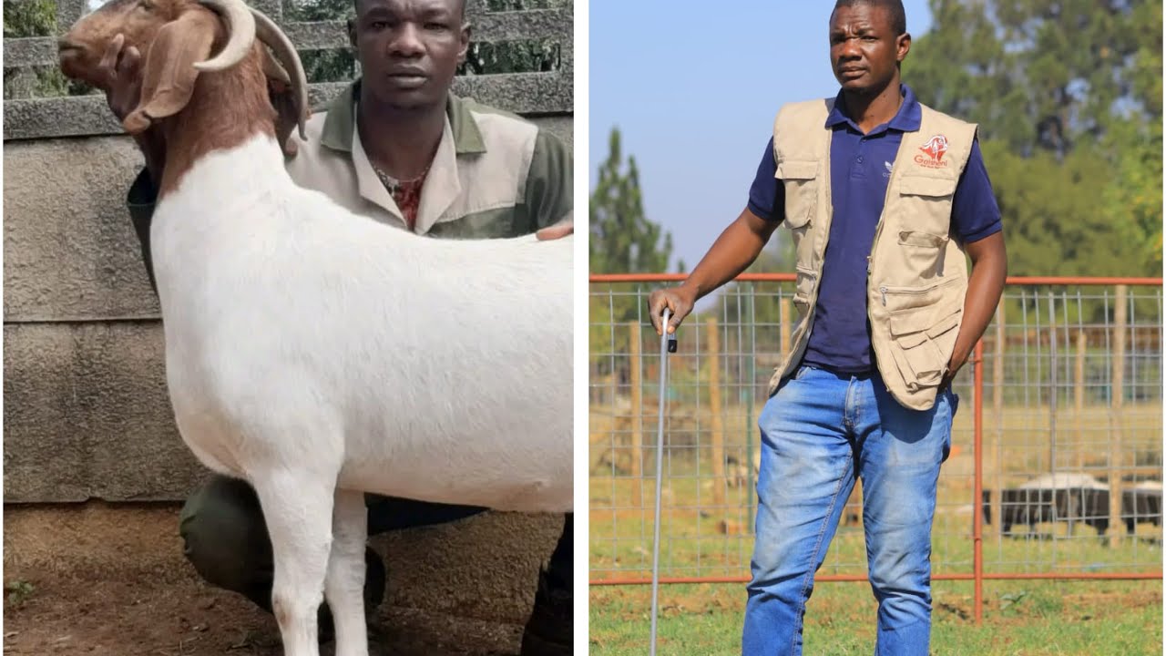 How he is SUCCESSFUL as a Boer Goat Stud Breeder and WHY SUSTAINABILITY Is essential !Goat Exports