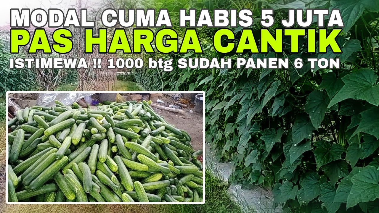 Pengalaman Budidaya Timun ala Mas Yudi di Musim Penghujan
