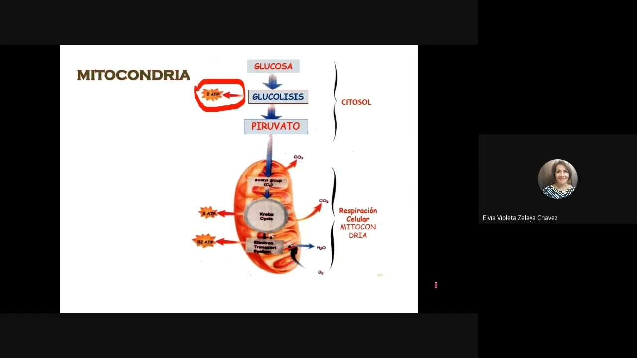 clase 15 ciclo de krebs