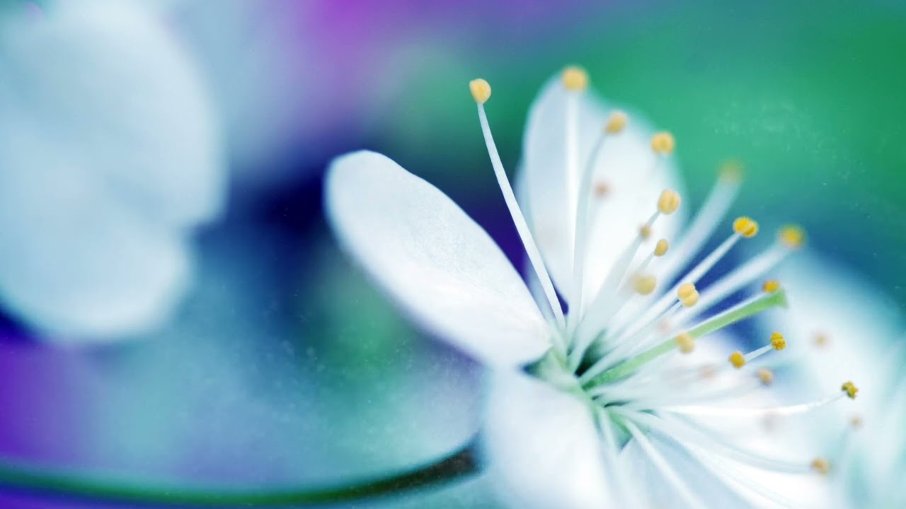 Calming Ambient Music for Relaxation, Stress Relief, Work, Study, Sleep, Meditation | Reflections