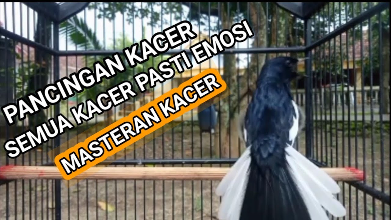 Kacer GACOR ngeplong KONSLET Tarung ini Paling Ampuh untuk PANCINGAN KACER agar EMOSI..