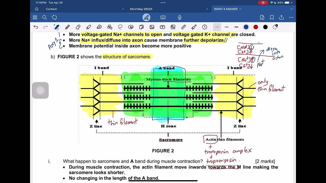 RAPAT 4: Coordination and Immunity
