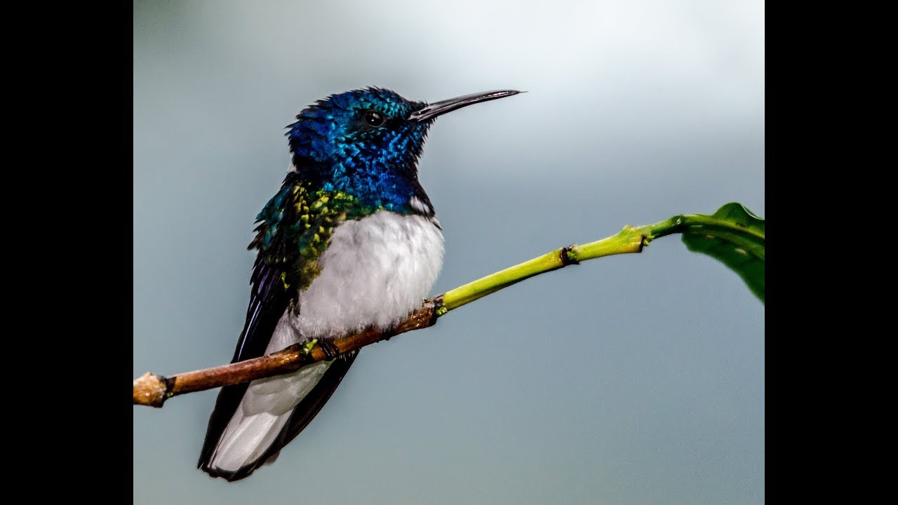 Costa Rica, Dec 2017. Pt3 Rancho Naturalista