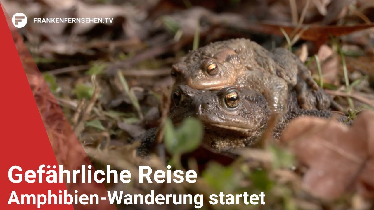 Gef&auml;hrliche Reise: Amphibien-Wanderung