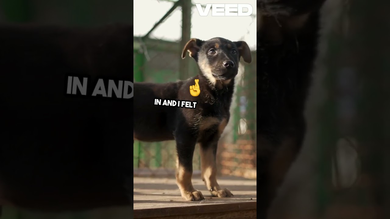 Heartwarming Rescue Stray Dog's New Life #StrayDogRescue #DogTransformation #ForeverHome