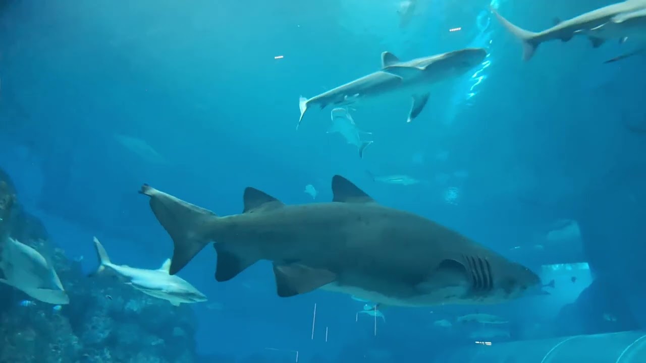 Thủy cung Singapore _ Singapore Oceanarium