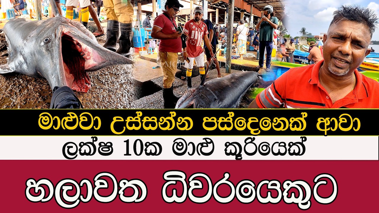 ලක්ෂ 10 ක මාළු කුරියෙක් හලාවත ධීවරයෙකුට #mojonewslk #trending #chilaw