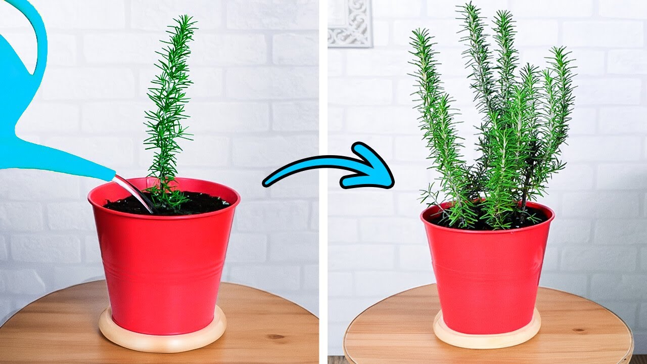 Guía Definitiva para la Jardinería Minimalista