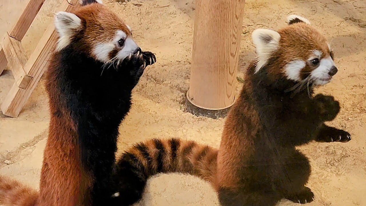 【飼育員さんの腰の入れ物にリンゴが入っている事を知っているレッサーパンダの　かえで、他・・・】～Nishiyama Zoo red pandas～