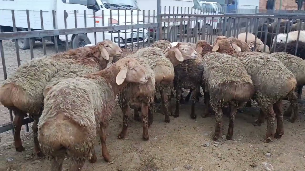 Молбозори Истаравшан гӯсфандҳо,қӯшқор,гӯсфанди солуқ,гӯсфанди буғӯз, гӯсфанди очабача ва ғайра 