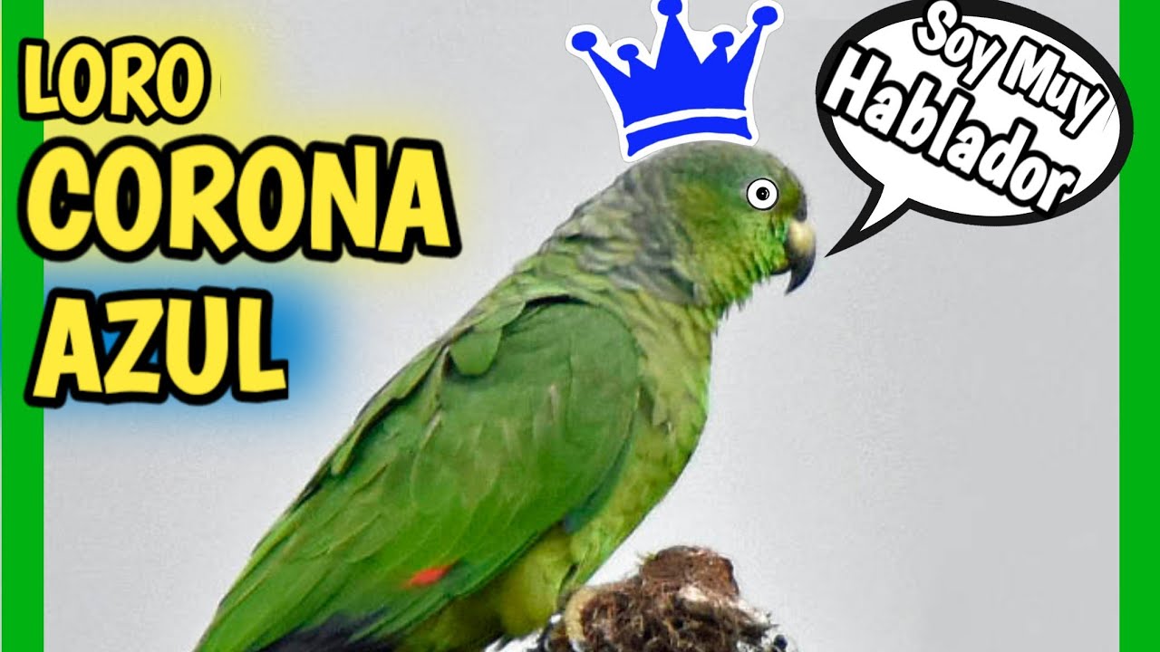 Loro Corona Azul o Amazona Farinosa | Mejores HABLADOR 🤣🦜