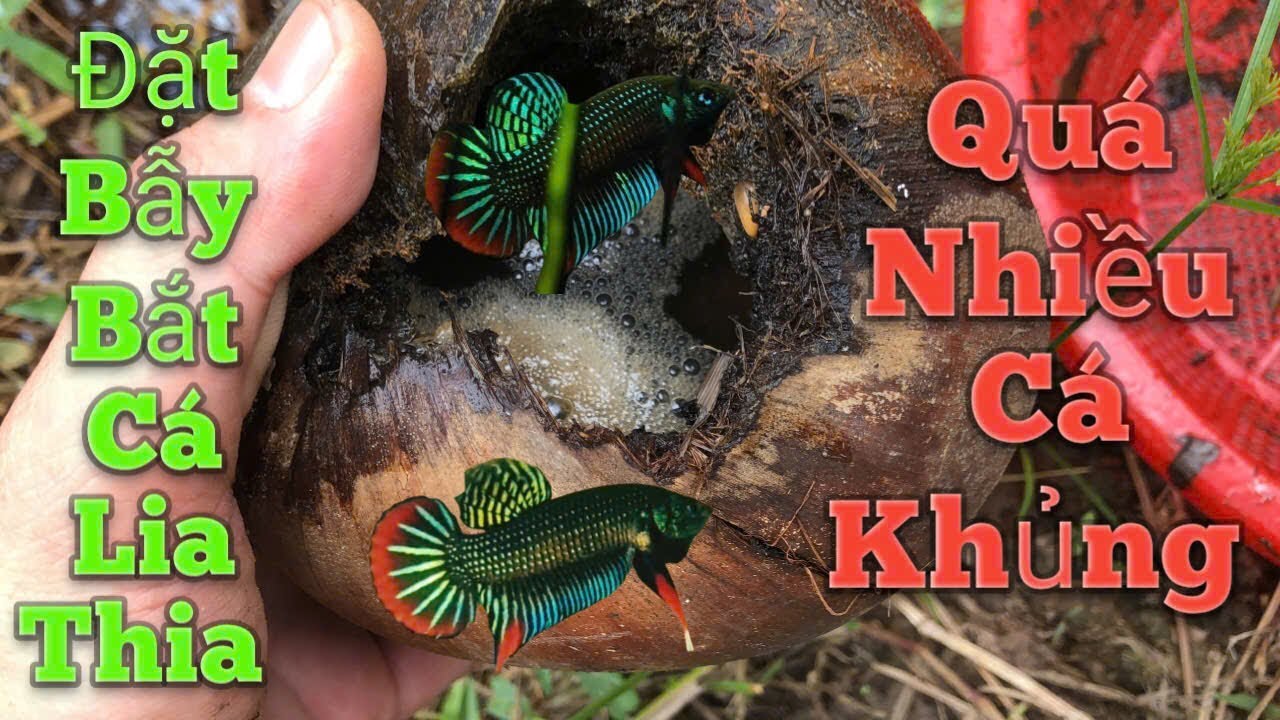 Cách Bắt Cá Lia Thia Độc Đáo Không Dơ Chân