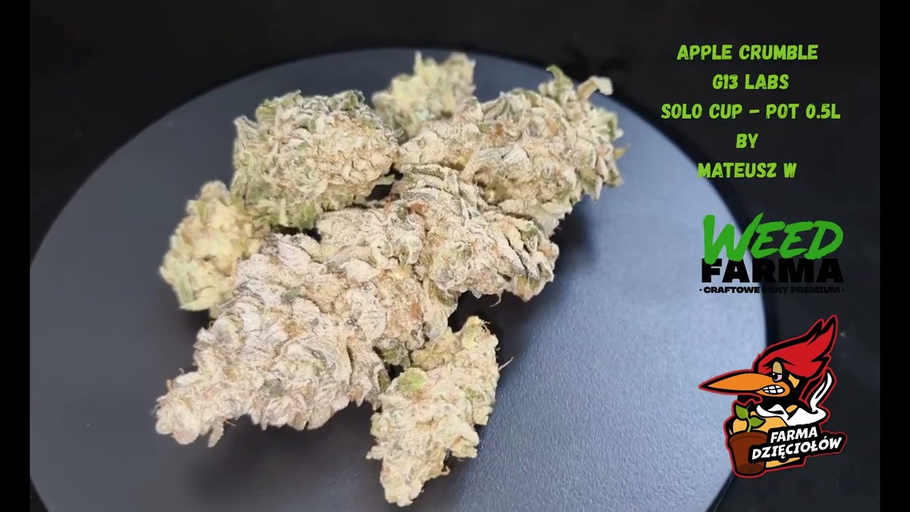 APPLE CRUMBLE  G13 LABS -  SOLO CUP - LIVING SOIL 0.5L DONICZKA