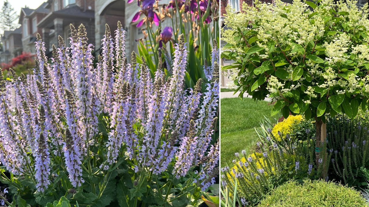 How to Deadhead/Prune Salvia for full rebloom - Early July 2023