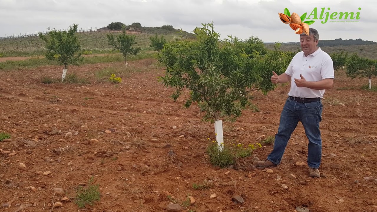 ALJEMI: Un viaje del almendro tradicional al seto en secano