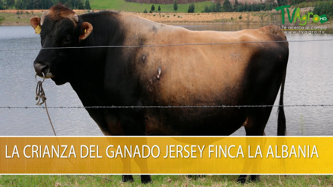 La Crianza del Ganado Jersey Finca la Albania - TvAgro por Juan Gonzalo Angel Restrepo
