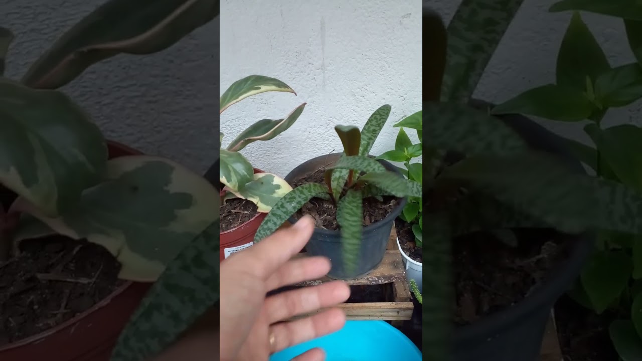 VENDO COMO ESTÃO MINHAS PLANTAS PEQUENAS.. 