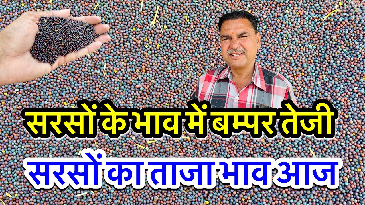 नई सरसों का ताजा भाव आज का अलवर मंडी! सरसों के भाव में आया जोरदार उछाल देखें भाव! #sarso_ka_bhav ||