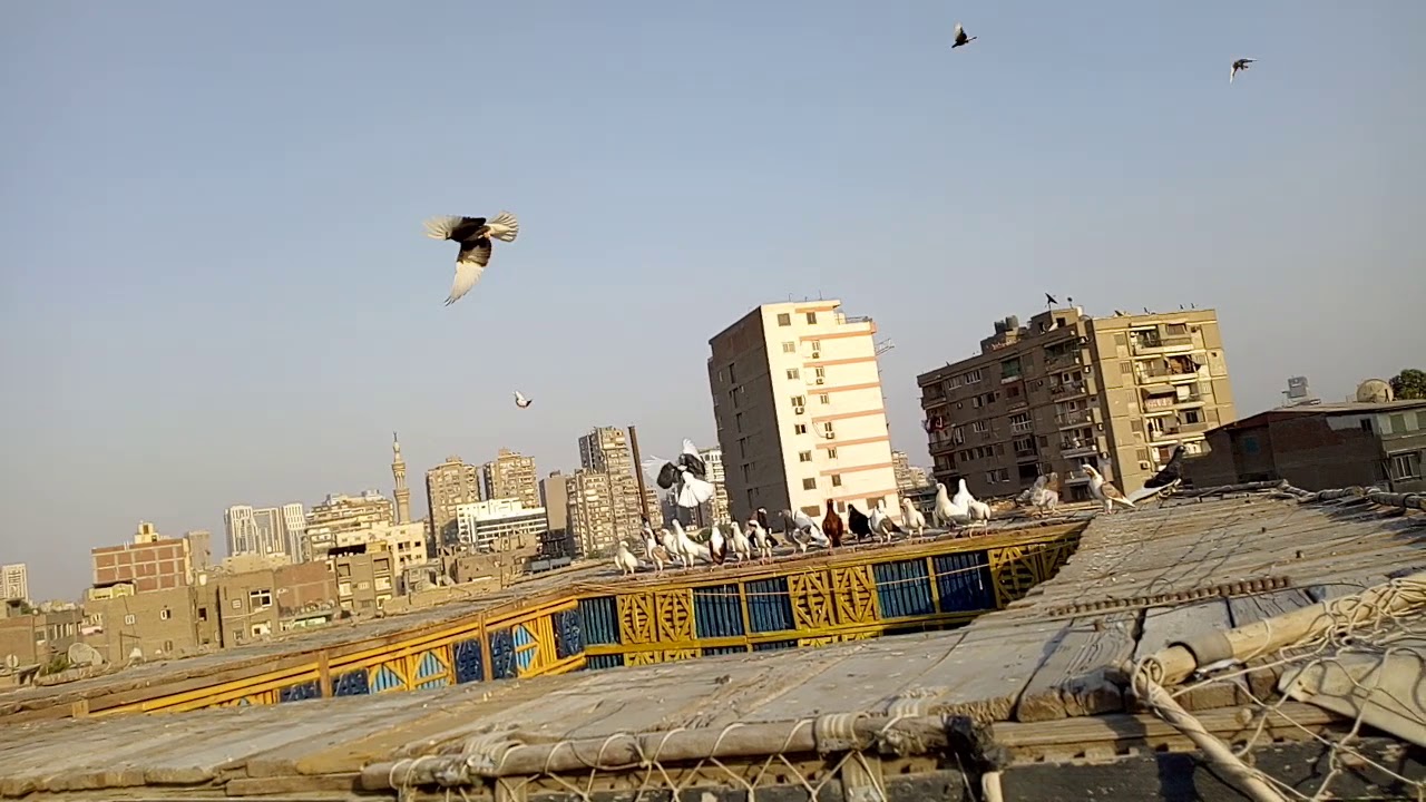 نش الزغاليل واللي يغلط يتعاقب تعالو نشوف العقاب مع بعضنا ونشوف ايه المفاجاه بعد العقاب مع#كوتوادم