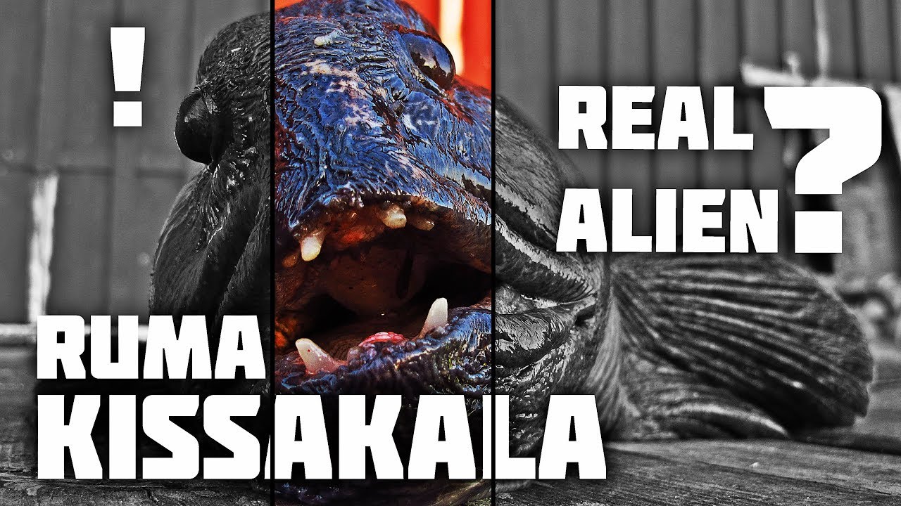 Merikalastusta Altassa